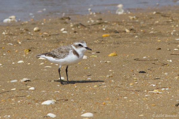 Gravelot à collier interrompu ou Gravelot de Kent (Charadrius alexandrinus) (Ria Formosa (Faro), (Algarve), Portugal, le 01/09/2018)