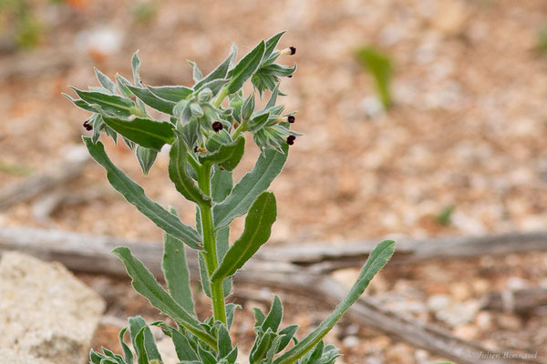 Nonea vesicaria (L.) Reichenb., (Casablanca (Casablanca-Settat), Maroc, le 23/03/2024)