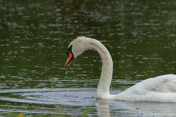 Cygne tuberculé — Cygnus olor (Gmelin, JF, 1789), (adulte) (Braud-et-Saint-Louis (33), France, le 20/06/2018)