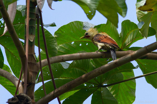 Pic jaune — Celeus flavus (Statius Müller, 1776), (Iracoubo, Guyane, le 12/07/2016)