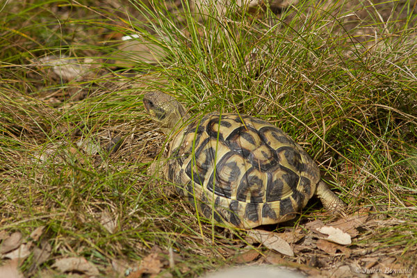 Tortue d'Hermann — Testudo hermanni (Gmelin, 1789), (Moltifao (2B), France, le 10/09/2019)