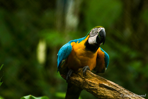 Ara bleu (Ara ararauna) (Zoo de Guyane, Montsinéry, le 14/08/2016)