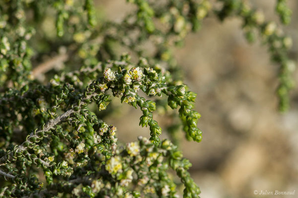 Passerine hérissée — Thymelaea hirsuta (L.) Endl., 1847, (Ile Du Gaou, Six-Fours-les-Plages (83), France, le 02/02/2021)