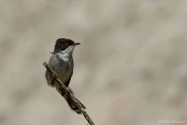 Fauvette mélanocéphale — Sylvia melanocephala (Gmelin, JF, 1789), (mâle adulte) (Bidart (64), France, le 22/05/2019)