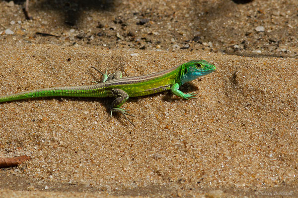Lézard coureur galonné — Cnemidophorus lemniscatus (Linnaeus, 1758), (mâle adulte), (Mana, Guyane, le 10/09/2016)