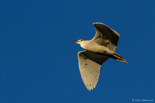 Bihoreau gris — Nycticorax nycticorax (Linnaeus, 1758), (Saligue d'Artix (64), France, le 31/05/2019)