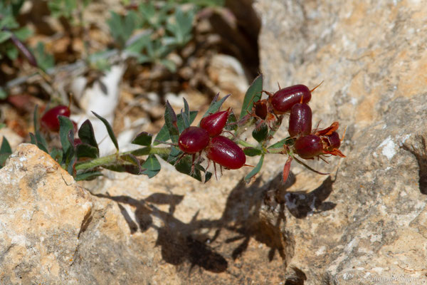 Pied de Coq — Lotus hirsutus L., 1753