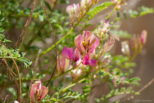 Sainfoin bas d'Europe — Hedysarum boveanum subsp. europaeum Guitt. & Kerguélen, 1991