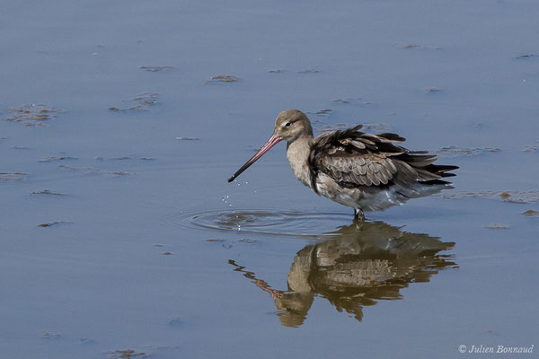 Barge à queue noire — Limosa limosa (Linnaeus, 1758), (Marais de l'Odiel, Palos de la Frontera (Andalousie), le 07/08/2020)