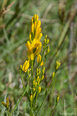 Genêt des teinturiers — Genista tinctoria L., 1753