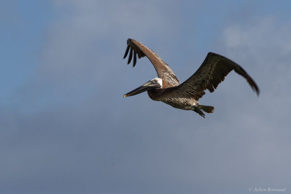 Pélican brun — Pelecanus occidentalis Linnaeus, 1766, (Saint-Anne, Guadeloupe, le 15/05/2016)