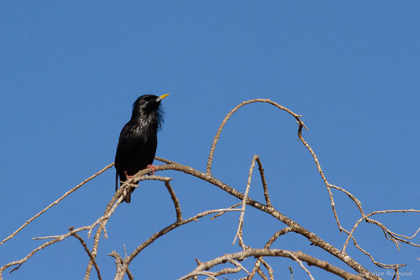 Étourneau unicolore — Sturnus unicolor Temminck, 1820, (Parc national de Souss-Massa, Sidi Binzarne, Maroc, le 02/02/2023)