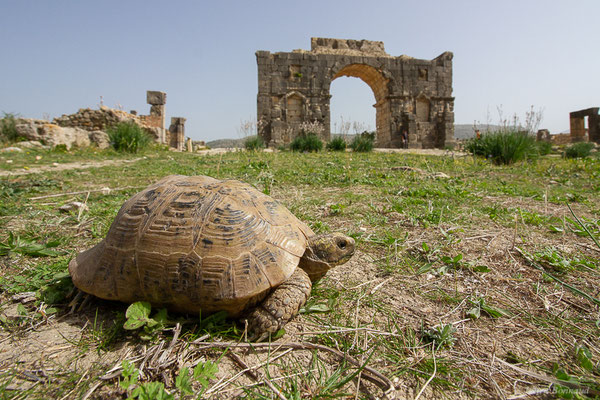Tortue grecque — Testudo graeca (Linnaeus, 1758)
