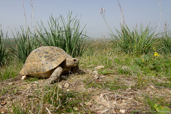 Tortue grecque — Testudo graeca (Linnaeus, 1758)