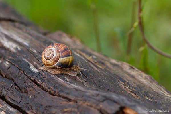 Escargot turc — Helix lucorum Linnaeus, 1758
