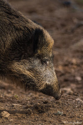 Sanglier — Sus scrofa Linnaeus, 1758, (Parc faunistique Lacuniacha, Huesca, Espagne, le 09/02/2020)