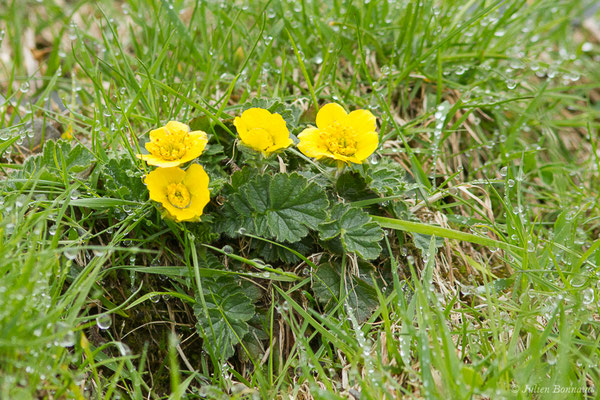 Benoite des montagnes — Geum montanum L., 1753, (Station de ski de Gourette, Eaux Bonnes (65), France, le 15/06/2020)