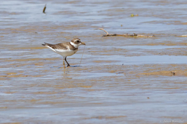 Gravelot semipalmé — Charadrius semipalmatus Bonaparte, 1825, (adulte, plumage internuptial), (Route des plages, Remire-Montjoly, Guyane, le 29/03/2017)