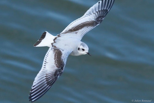 Mouette pygmée — Hydrocoloeus minutus (Pallas, 1776)