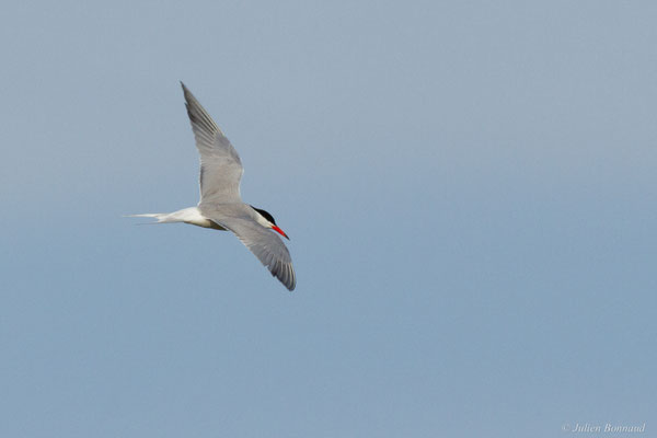 Sterne pierregarin — Sterna hirundo Linnaeus, 1758