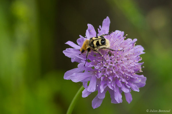 Trichie — Trichius sp., (Le Bastan de Sers, Sers (65), France, le 29/06/2018)