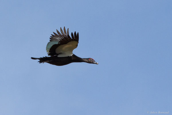 Canard musqué — Cairina moschata (Linnaeus, 1758), (Centre spatial Guyanais, Kourou, Guyane, le 21/02/2017)