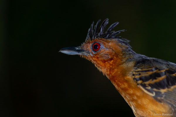 Alapi à tête noire — Percnostola rufifrons (Gmelin, 1789), (Concession « Nouvelle Espérance », Apatou, Guyane, le 08/04/2017)