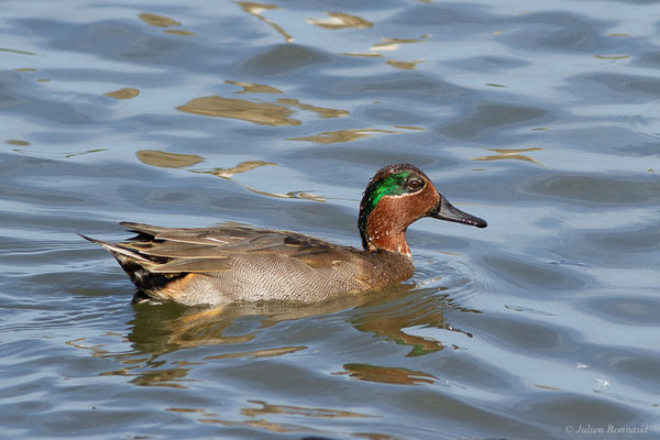 Sarcelle d'hiver — Anas crecca Linnaeus, 1758, (Réserve ornithologique du Teich (33), France, le 18/10/2022)
