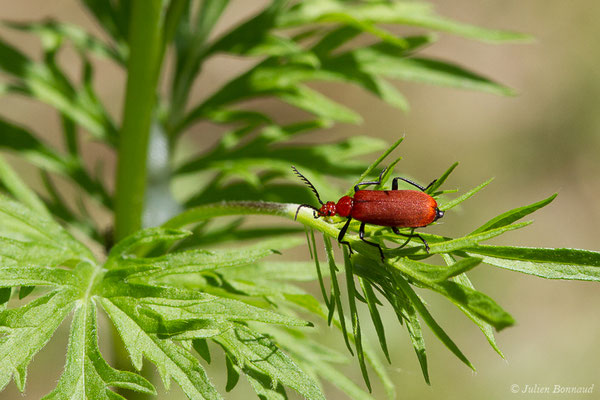 Cardinal à tête rouge — Pyrochroa serraticornis (Scopoli, 1763), (Pierrefitte-Nestalas (65), France, le 20/05/2019)