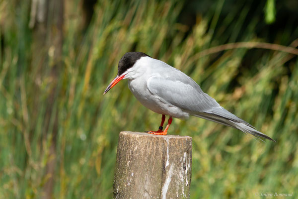 Sterne pierregarin — Sterna hirundo Linnaeus, 1758