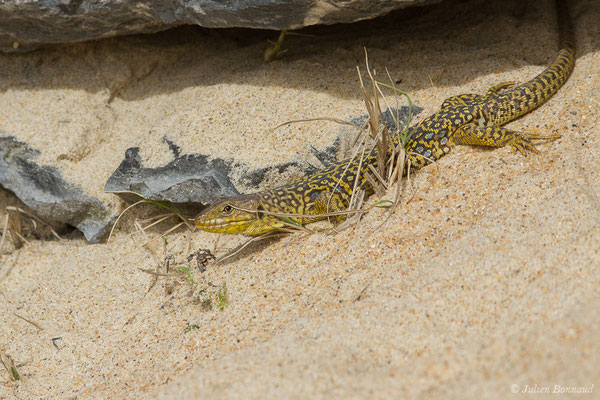 Lézard ocellé — Timon lepidus (Daudin, 1802), (femelle adulte) (Tarnos (64), France, le 13/03/2020)