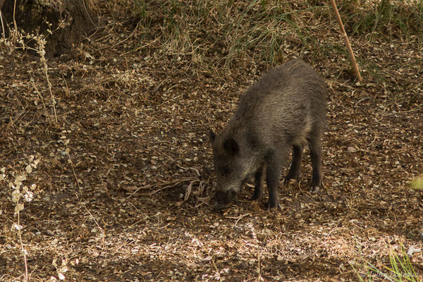 Sanglier — Sus scrofa Linnaeus, 1758, (Parc Naturel de la Sierra de Andújar (Andalousie), Espagne, le 09/08/2020)