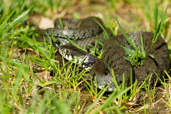 Couleuvre helvétique — Natrix helvetica (Lacepède, 1789)
