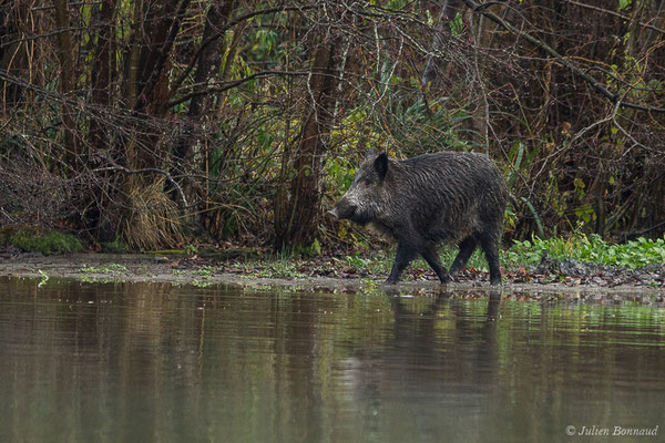 Sanglier — Sus scrofa Linnaeus, 1758, (Saligue d'Artix (64), France, le 09/12/2020)