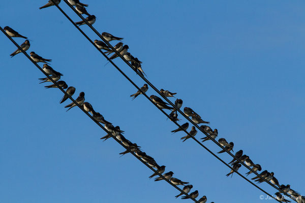 Hirondelle rustique (Hirundo rustica) (Parbayse (64), France, le 15/09/2017)