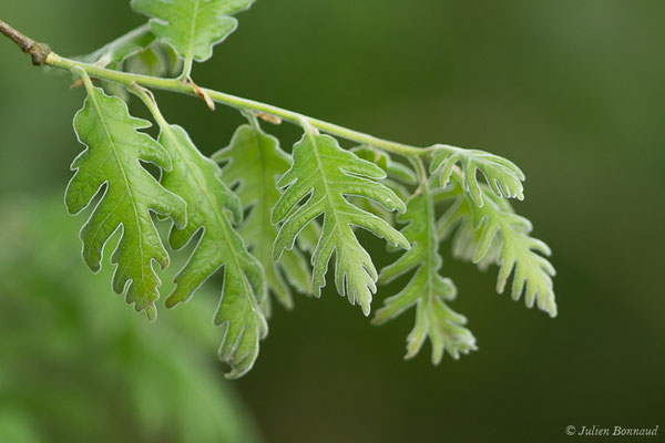 Chêne tauzin ou Chêne des Pyrénées — Quercus pyrenaica Willd., 1805, (Le Vignau (40), France, le 13/05/2020)