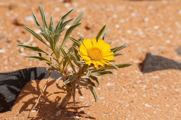 Asteriscus graveolens (Forssk.) Less.