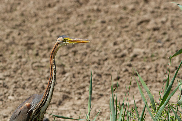 Héron pourpré — Ardea purpurea Linnaeus, 1766, (Parc Naturel du Delta de l'Ebre (Catalogne), Espagne, le 05/06/2022)