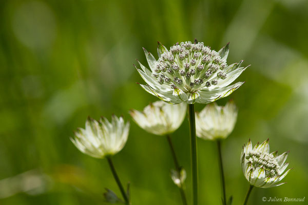 Grande Astrance ou Grande Radiaire (Astrantia major) (Station de ski de Gourette, Eaux Bonnes (65), France, le 30/07/2020)