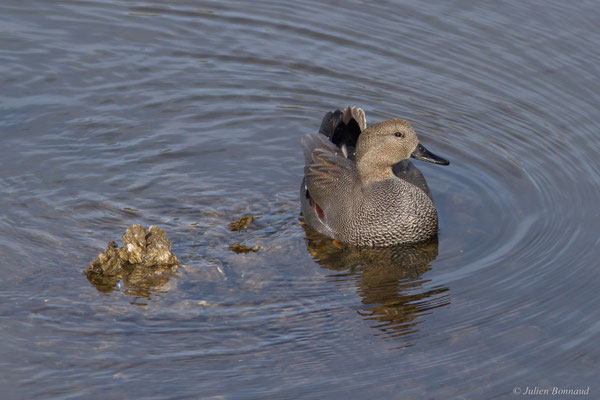 Canard chipeau — Mareca strepera (Linnaeus, 1758), (mâle en plumage nuptial), (Parc écologique Plaiaundi, Irun (Pays basque), Espagne, le 11/11/2025)