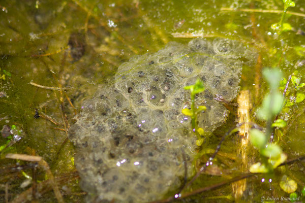 Rainette méridionale — Hyla meridionalis Böttger, 1874