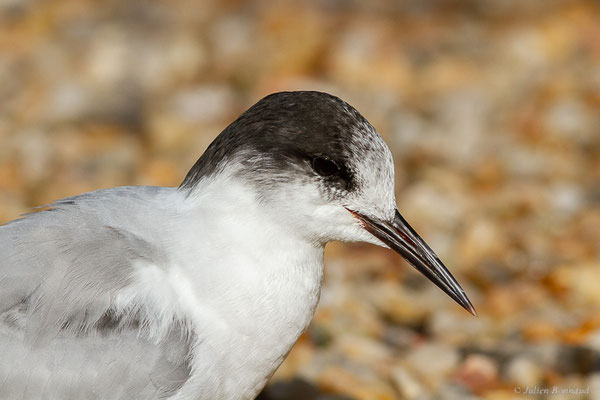 Sterne pierregarin — Sterna hirundo Linnaeus, 1758