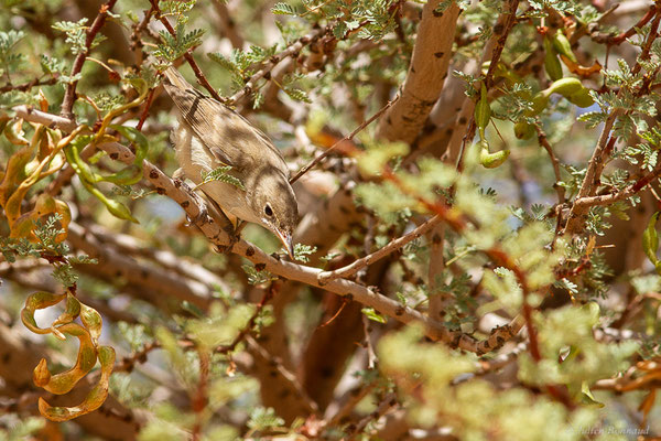 Hypolaïs obscure — Iduna opaca (Cabanis, 1850), (Msseyed (Guelmim-Oued Noun), Maroc, le 29/03/2024)