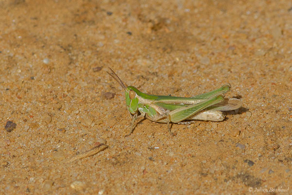 Criquet des dunes — Calephorus compressicornis (Latreille, 1804), Espagne,le 03/08/2020)