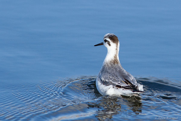 Phalarope à bec large — Phalaropus fulicarius (Linnaeus, 1758), (Capbreton (40), France, le 02/12/2022)