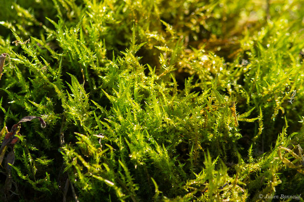 Calliergonella cuspidata (Hedw.) Loeske, 1911, (Saint-Faust (64), France, le 08/01/2020)