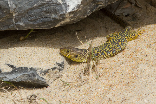 Lézard ocellé — Timon lepidus (Daudin, 1802), (femelle adulte) (Tarnos (64), France, le 13/03/2020)