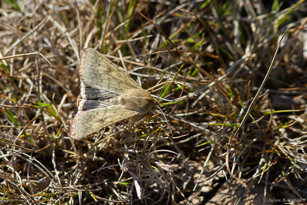 Armigère — Helicoverpa armigera (Hübner, 1808), (Leucate (11), France, le 24/09/2024)