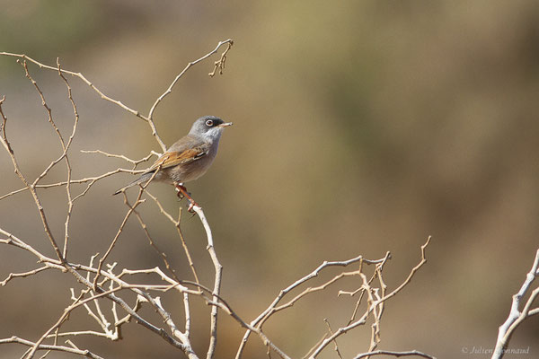 Fauvette à lunettes — Sylvia conspicillata Temminck, 1820, (Esquinzo, Fuerteventura, (Iles Canaries, Espagne), le 14/02/2022)