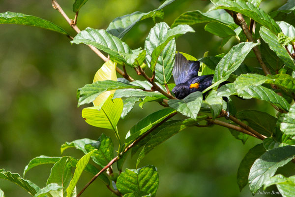 Organiste nègre — Euphonia cayennensis (Gmelin, 1789)